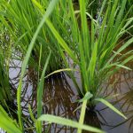 image site geobiologie